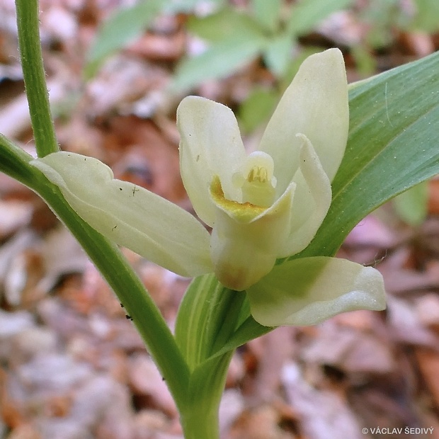 prilbovka biela Cephalanthera damasonium (Mill.) Druce