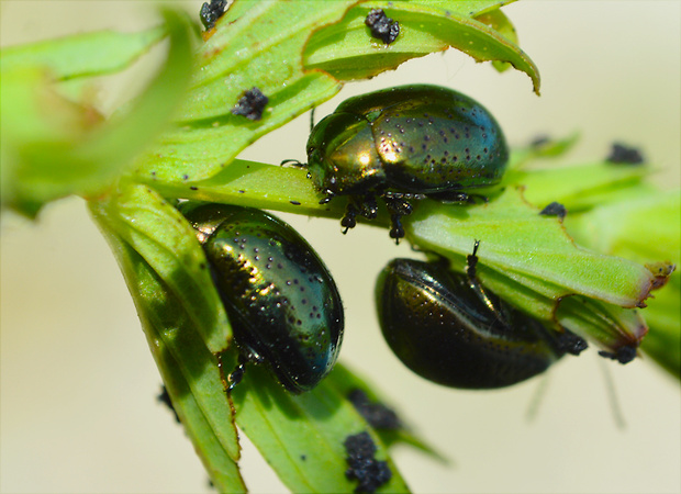 liskavka Chrysolina hyperici (Forster, 1771)