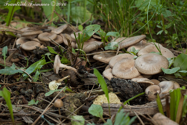 strmuľka? Clitocybe radicellata Gillet