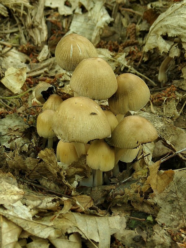 hnojník Coprinus sp.