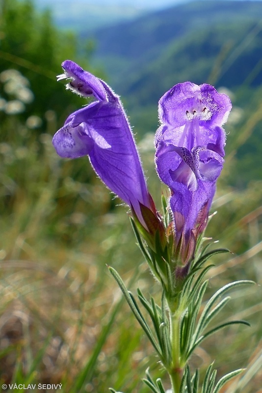 včelník rakúsky Dracocephalum austriacum L.