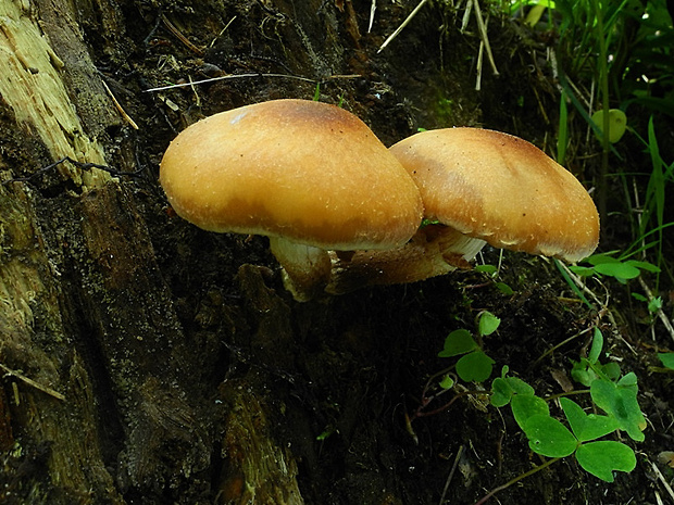 šupinačka menlivá Kuehneromyces mutabilis (Schaeff.) Singer & A.H. Sm.