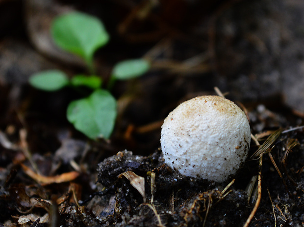 prášnica bradavičnatá Lycoperdon perlatum Pers.