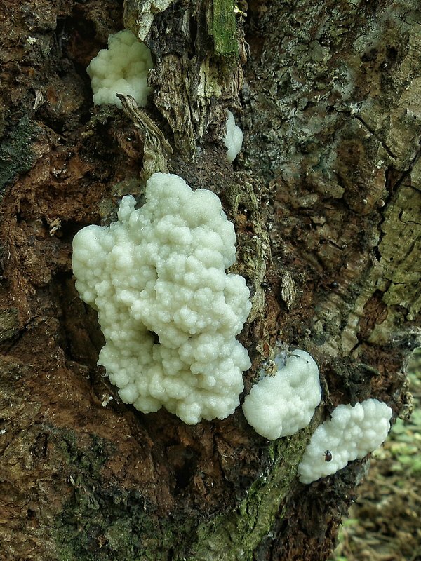 slizovka Myxomycetes