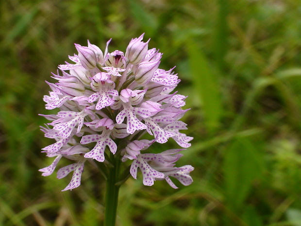 neotinea trojzubá Neotinea tridentata (Scop.) R. M. Bateman, Pridceon et M. W. Chase