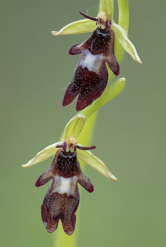 hmyzovník muchovitý Ophrys insectifera L.