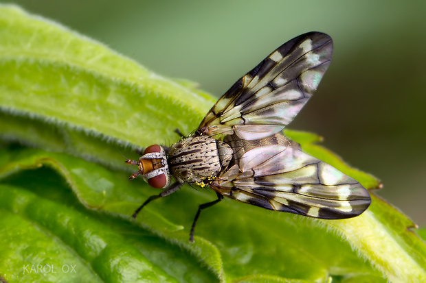 čelnačka  Otites centralis (Fabricius, 1805)