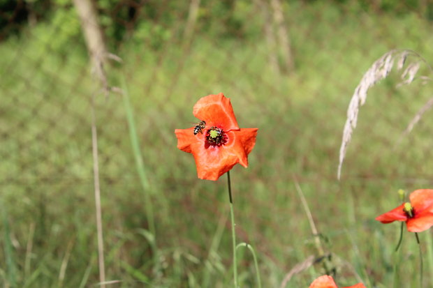 mak vlčí Papaver rhoeas L.