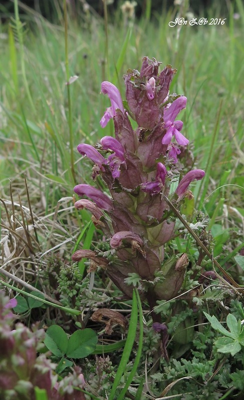 všivec lesný Pedicularis sylvatica L.