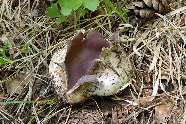 tulipánovka fialová Sarcosphaera coronaria (Jacq.) J. Schröt.