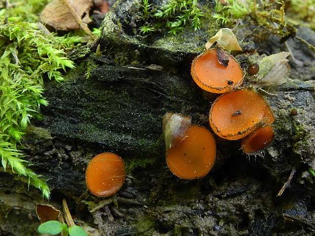 štítovnička   Scutellinia sp.