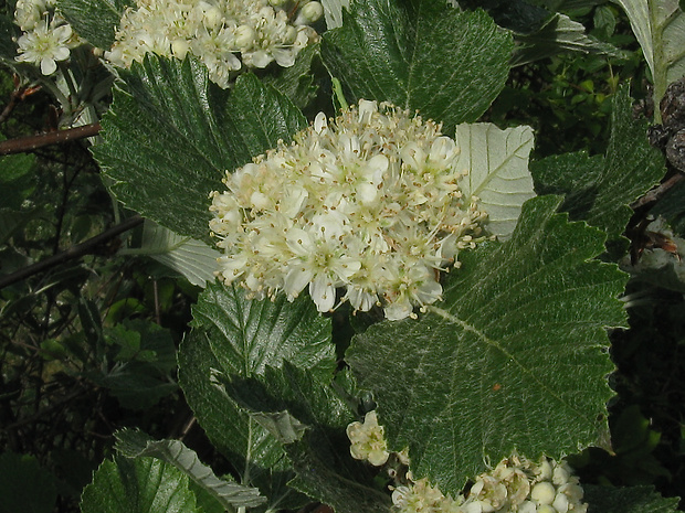 jarabina Sorbus eximia Kovanda