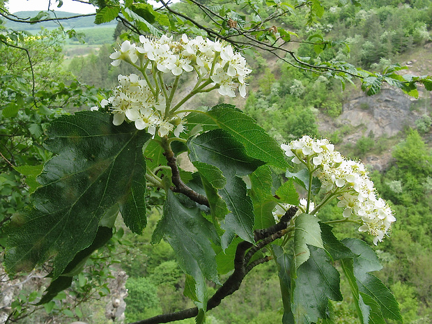 jarabina brekyňová Sorbus torminalis (L.) Crantz