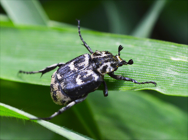 zlatoň Valgus hemipterus  (Linnaeus, 1758)