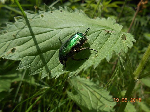 zlatoň obyčajný cetonia aurata