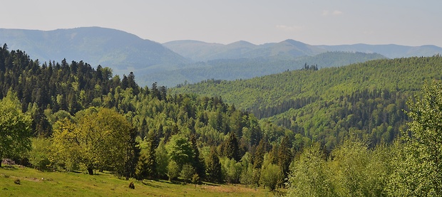 Hnilecké vrchy,pod Holým vrchom.