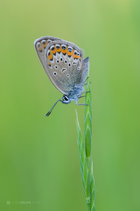 modráčik čiernoobrúbený plebejus argus Linnaeus, 1758