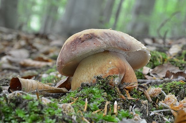 hríb sosnový Boletus pinophilus Pil. et Dermek in Pil.