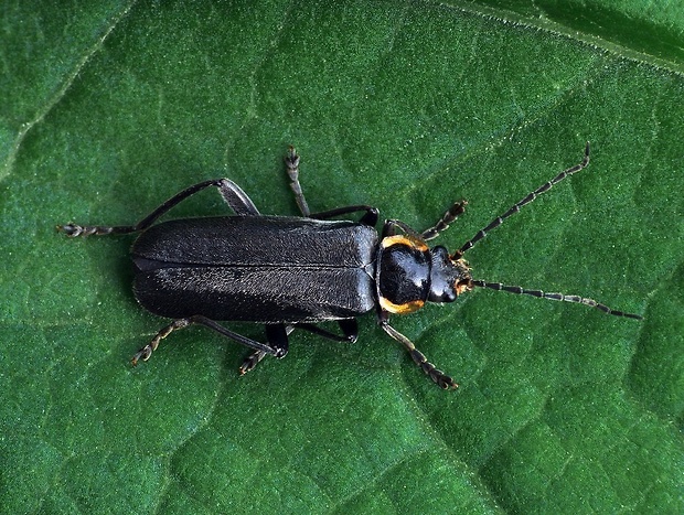 snehuľčík tmavý (sk) / páteříček tmavý (cz) Cantharis obscura Linnaeus, 1758