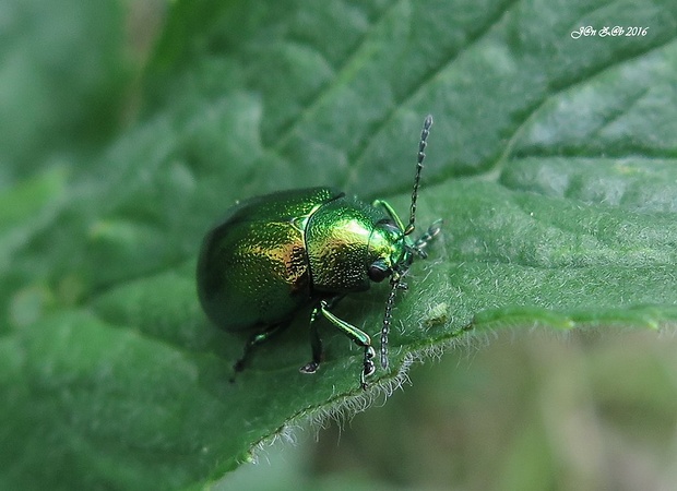 liskavka mätová Chrysolina herbacea