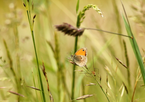 očkáň pohankový Coenonympha pamphilus