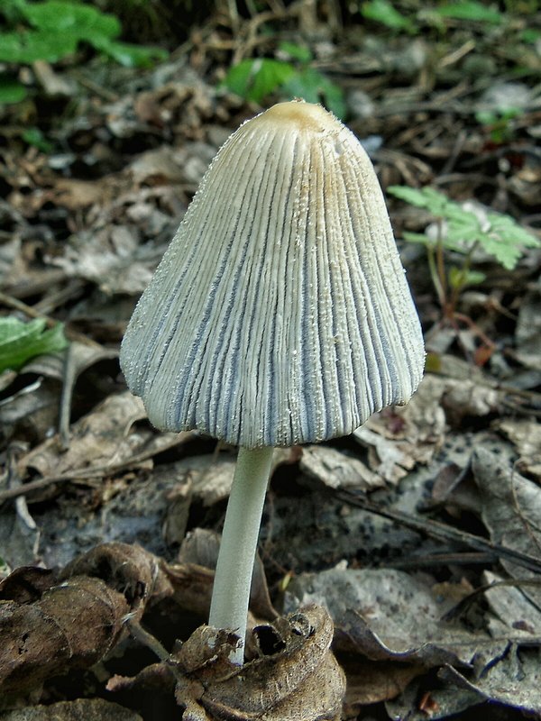 hnojník Coprinus sp.