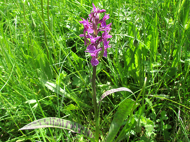 vstavačovec fuchsov pravý Dactylorhiza fuchsii subsp. fuchsii (Druce) Soó