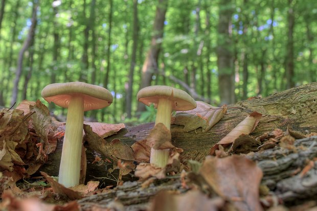 hodvábnica Entoloma sp.