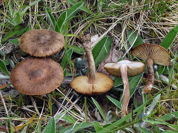 vláknica plstnatá Inocybe lacera (Fr.) P. Kumm.