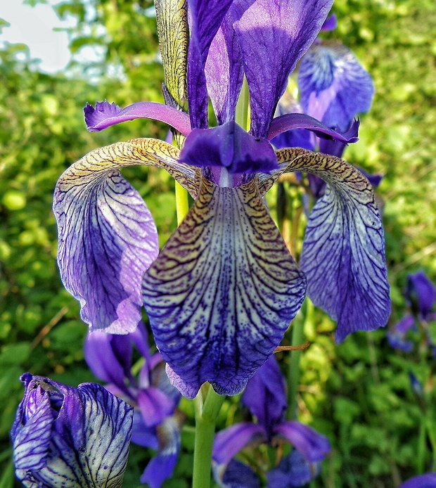 kosatec sibírsky Iris sibirica L.