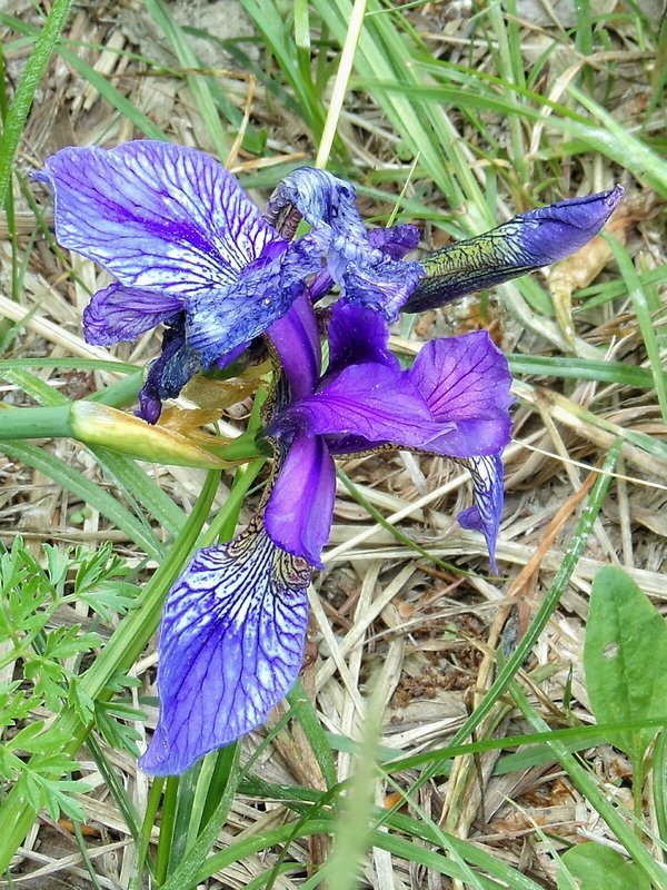 kosatec sibírsky Iris sibirica L.