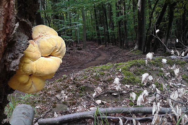 sírovec obyčajný Laetiporus sulphureus (Bull.) Murrill