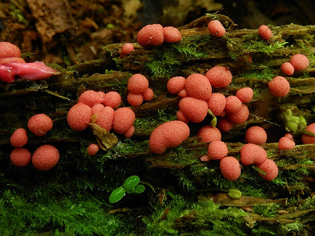 vlčinka Lycogala sp.