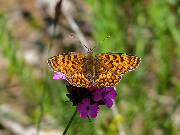 hnedáčik nevädzový Melitaea phoebe