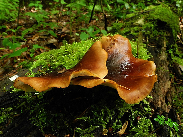 trúdnik tmavohlúbikový Royoporus badius (Pers.) A.B. De