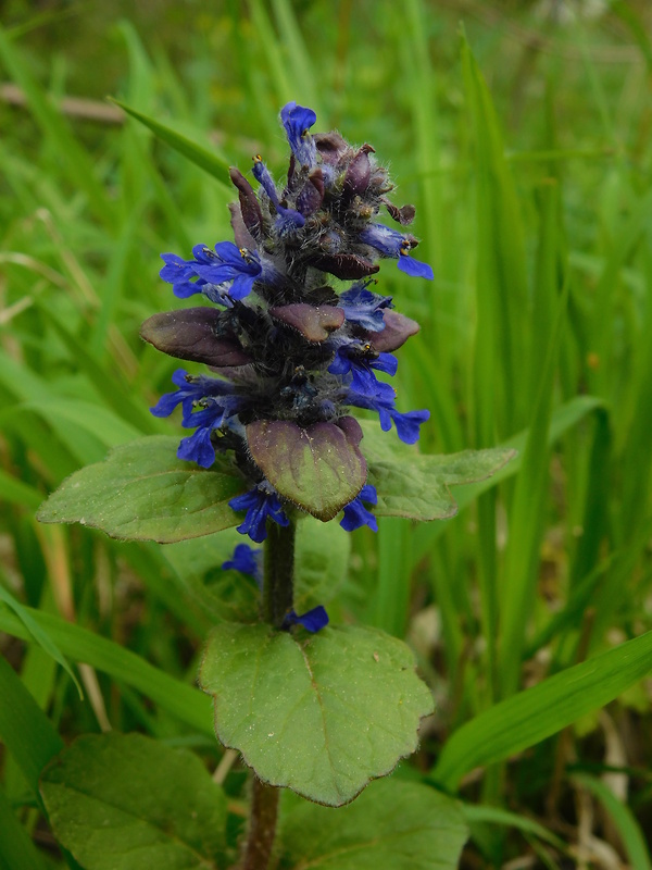 zbehovec plazivý Ajuga reptans L.