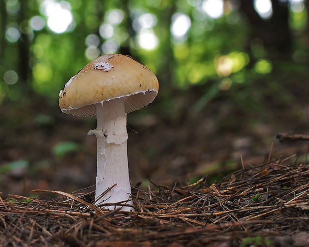 muchotrávka slamovožltá Amanita gemmata (Fr.) Bertill.