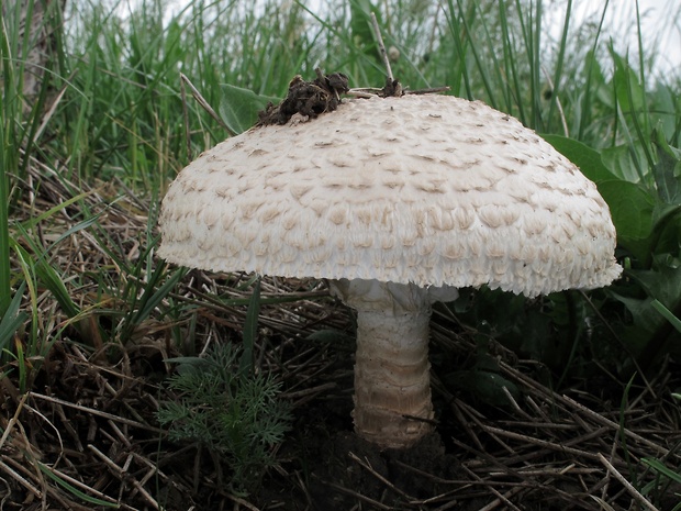 muchotrávka Vittadiniho Amanita vittadinii (Moretti) Vittad.