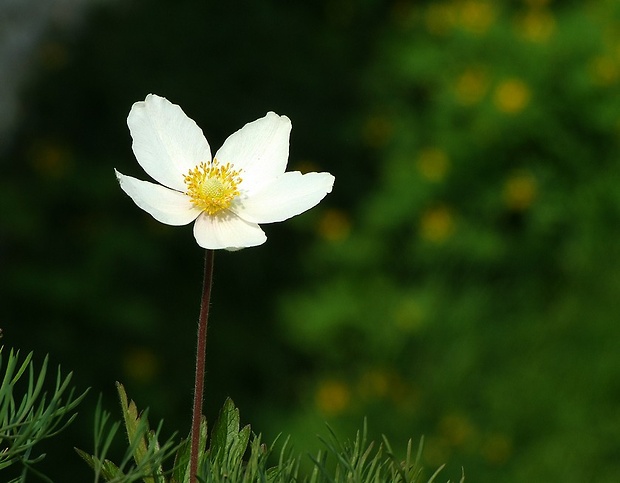 veternica lesná Anemone sylvestris L.