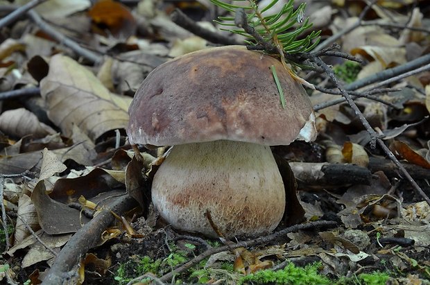 hríb sosnový Boletus pinophilus Pil. et Dermek in Pil.