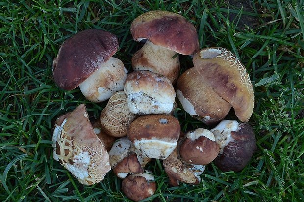 hríb sosnový Boletus pinophilus Pil. et Dermek in Pil.