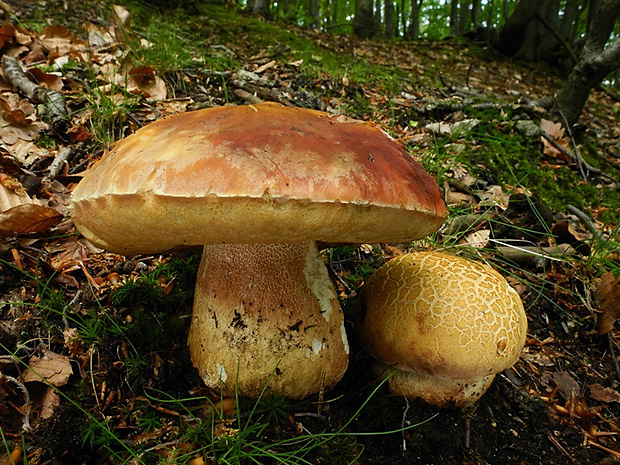 hríb sosnový Boletus pinophilus Pil. et Dermek in Pil.