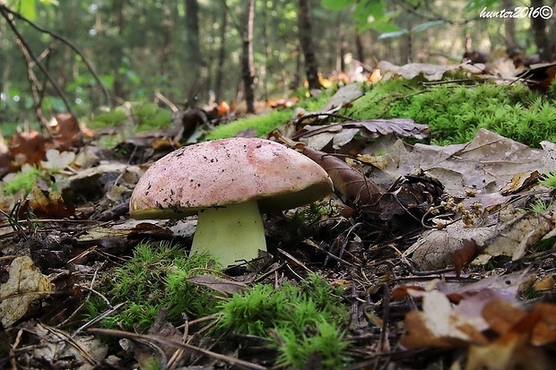 hríb kráľovský Butyriboletus regius (Krombh.) D. Arora & J.L. Frank