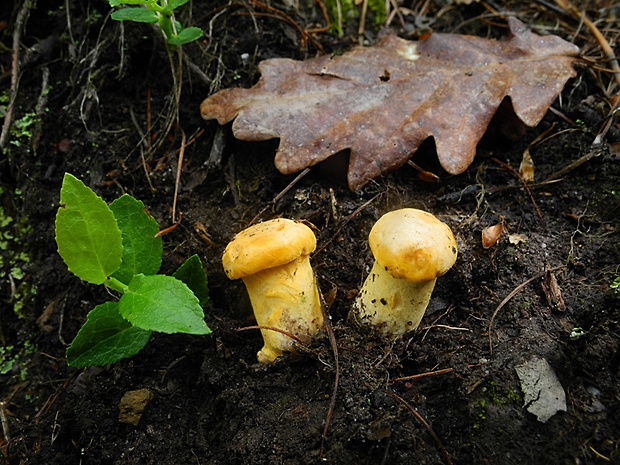 kuriatko jedlé Cantharellus cibarius Fr.