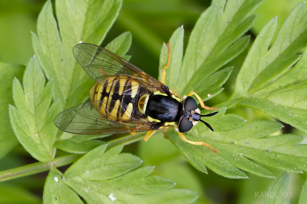 pestrica Chrysotoxum cautum