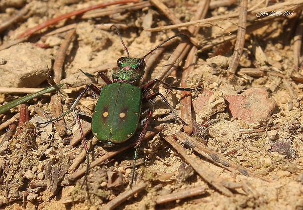 svižník poľný Cicindela campestris