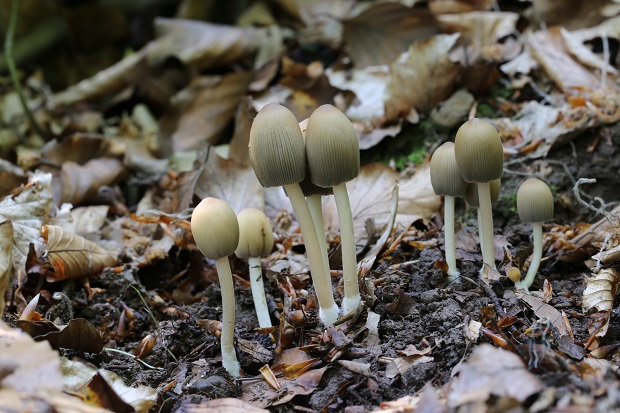 hnojník Coprinus sp.