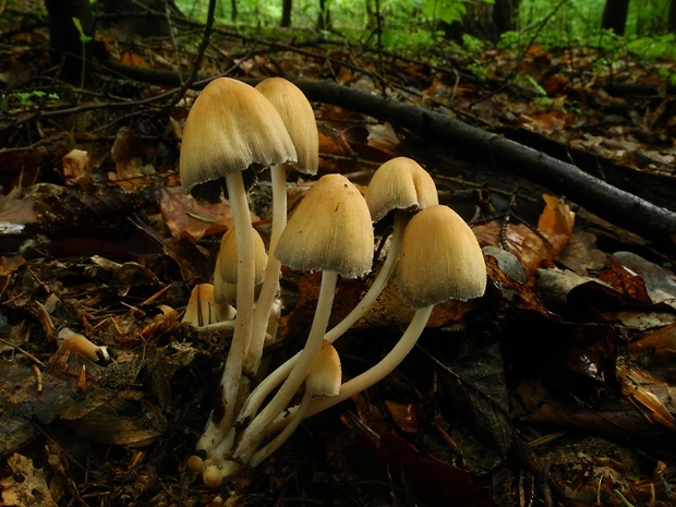 hnojník Coprinus sp.