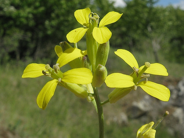 horčičník škardolistý Erysimum crepidifolium Rchb.