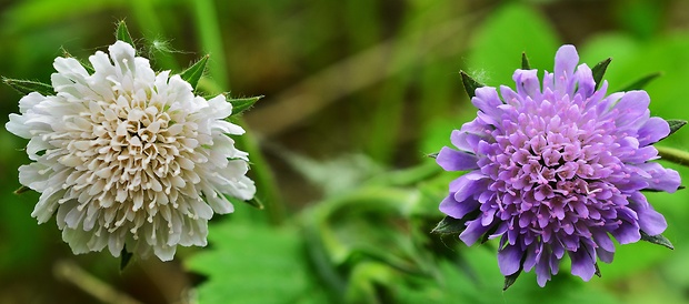 chrastavec roľný Knautia arvensis (L.) Coult.